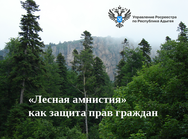 lesnaya amnistiya